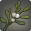 Tinolqa Mistletoe